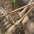 Decticus albifrons